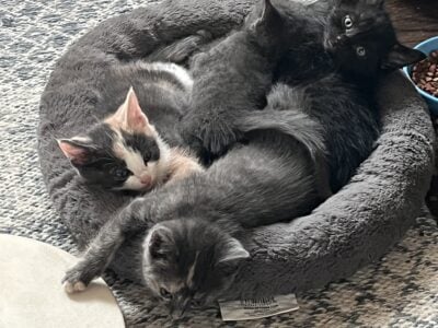 Sweet kittens, vaccinated and weaned