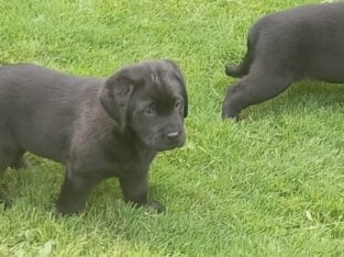 Black Lab pups