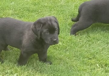 Black Lab pups