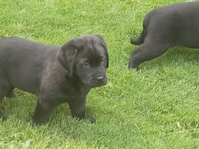 Black Lab pups