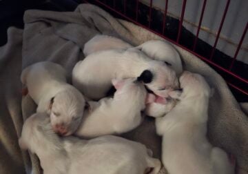 AKC Dalmatians