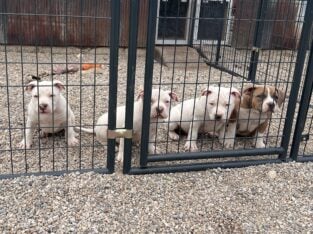 American bully pups ABKC papers. Great bloodlines