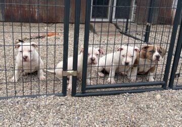 American bully pups ABKC papers. Great bloodlines