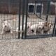 American bully pups ABKC papers. Great bloodlines