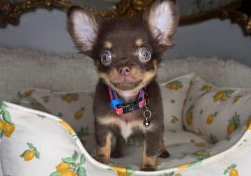 Chihuahua Boy Puppy (Hesrsey)
