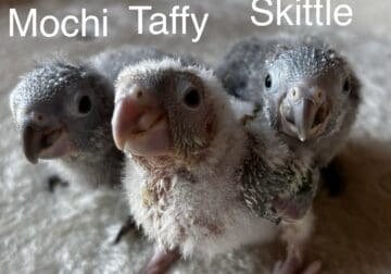 3 Baby Green Cheek Conures