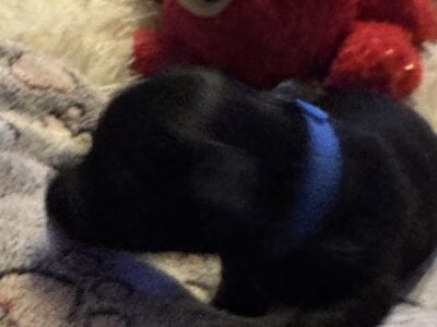 Yorki- Poo puppies