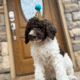 AKC Standard poodle puppies!