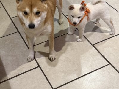 Female Shiba Inu Puppy
