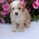MINI AUSSIEDOODLE MALES
