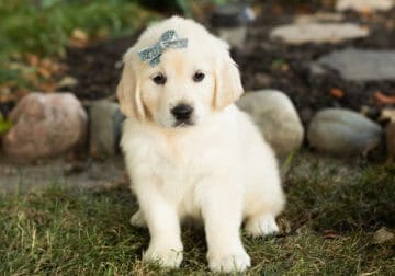 English Cream golden retriever female pup (Dalila)