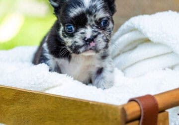 Fluffy Frenchies