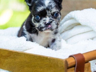Fluffy Frenchies
