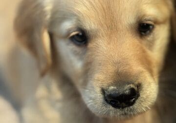 GOLDEN RETREIVER PUPS