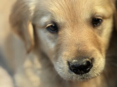 GOLDEN RETREIVER PUPS
