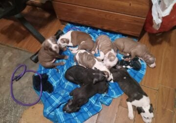 Pit bull puppies
