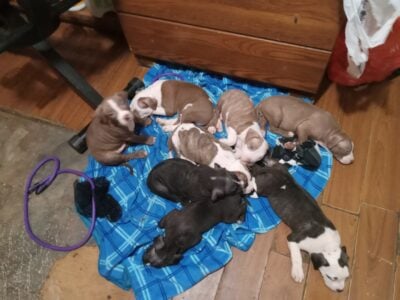 Pit bull puppies