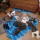Pit bull puppies