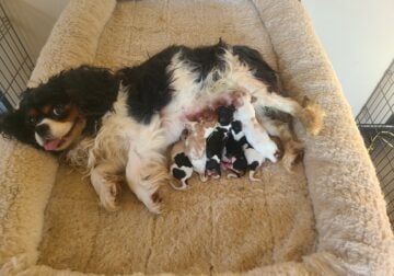 Cavalier King Charles Spaniel