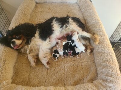 Cavalier King Charles Spaniel