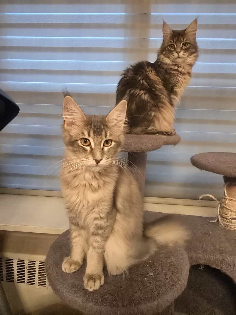Maine Coon Matheo image 3