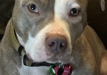 Emergency rehome