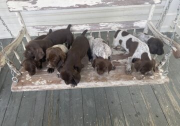 GSP puppies need homes!
