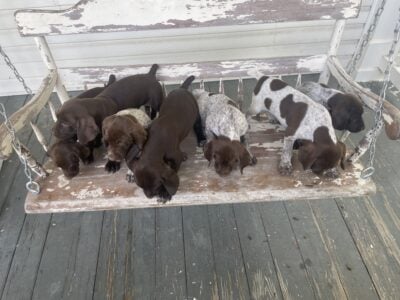 GSP puppies need homes!