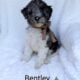 Bentley