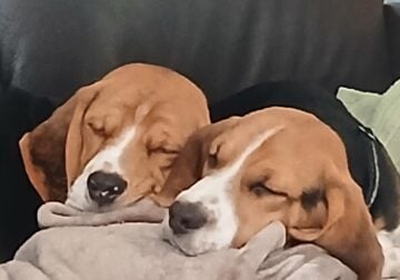 Beagles