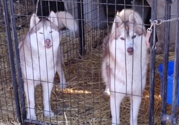 AKC Champion line, Siberian husky puppies