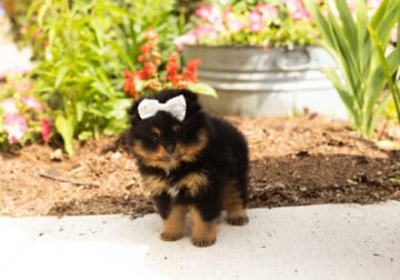 AKC Pomeranian female puppy in Indiana (Roxi)