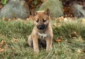 AKC Shiba Inu female puppy Indiana (Judy )