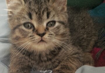 Rehoming Ceejay, a Go-Getting Half-Persian Kitten