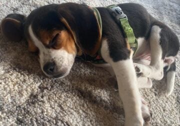 Mini Beagle