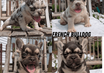 AKC FRENCH BULLDOG PUPS BORN MAY 16