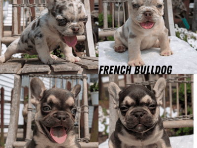 AKC FRENCH BULLDOG PUPS BORN MAY 16