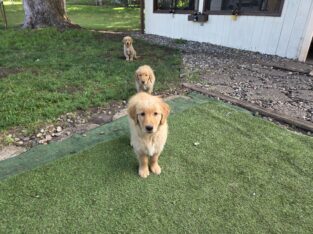 Golden Retriever Puppies