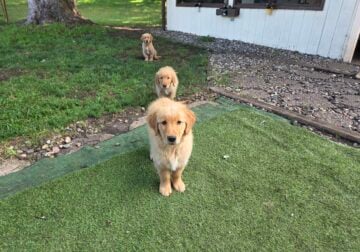 Golden Retriever Puppies