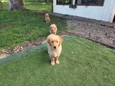 Golden Retriever Puppies