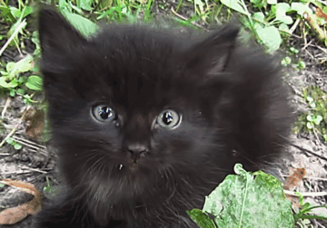 Black kittens