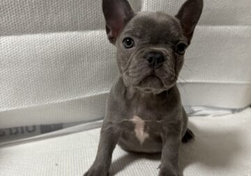 French Bulldog