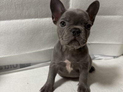 French Bulldog
