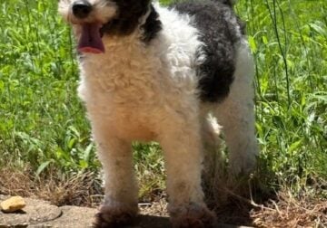 Maltipoo puppy FOR SALE