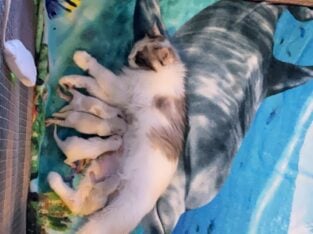 Aponilovenationcattrey