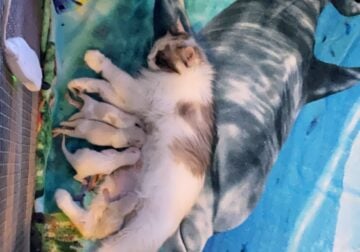 Aponilovenationcattrey