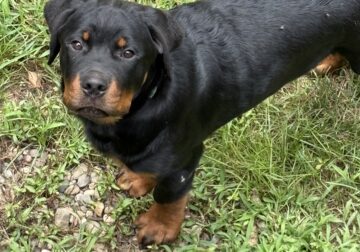 Adorable Rottweiler pups. 2 males!!