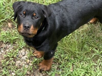 Adorable Rottweiler pups. 2 males!!
