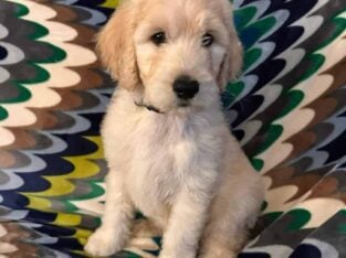 Goldendoodle Puppies