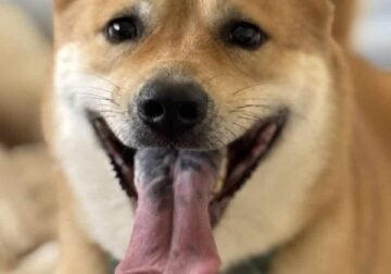 Bear Needs a New Home